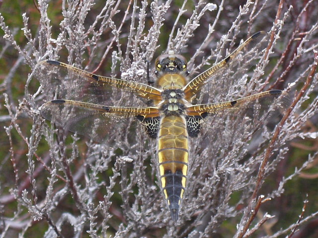 Loch Carabhat - Dragonfly