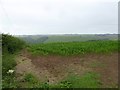 Field of maize