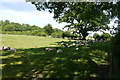 Sheep in the Shade at Nimmer