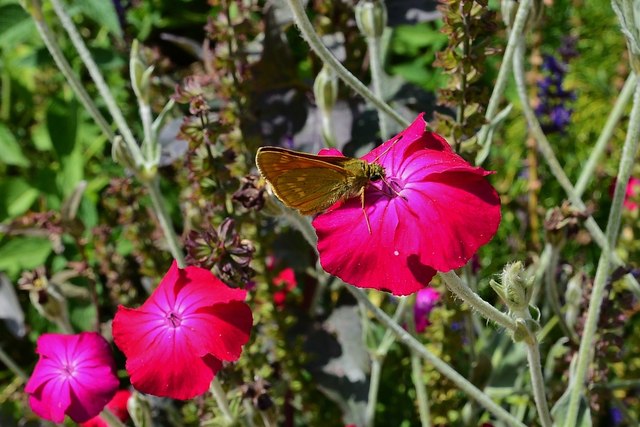 Parham House and Garden: Large Skipper butterfly 2