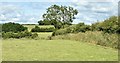 J5272 : Fields and hedges, Ballywatticock, Newtownards (July 2015) by Albert Bridge