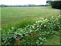 Northwick Park looking towards Harrow-on-the-Hill