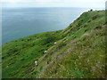 NZ9900 : View south-eastwards from the coast path by Humphrey Bolton