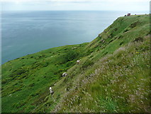 NZ9900 : View south-eastwards from the coast path by Humphrey Bolton