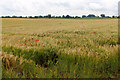 Field of Barley beside the B6265