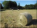 Haylage bales