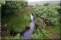 North Walla Brook