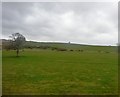 Floodplain of the River Yeo