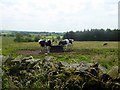 Cattle at a water feeder