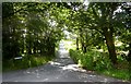 Birch Lane at Lower Rigg