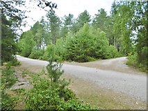 SU4006 : Dibden Inclosure, forestry road junction by Mike Faherty