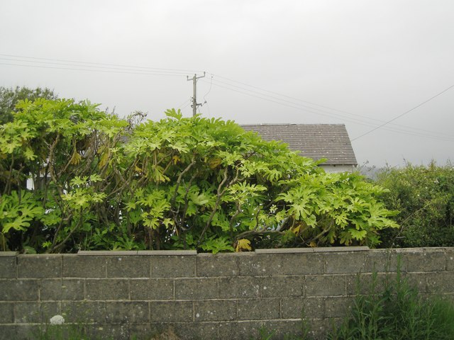 Fatsia japonica in a domestic garden, Ynyslas