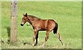 Foal, Dundonald (July 2015)