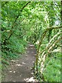 South West Coast Path in Passage Wood, Noss Mayo