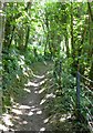 Footpath in Eastern Hill Wood