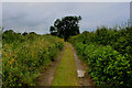 Track leading East from Lower Dunsforth Lodge