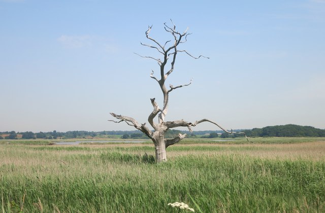 Old Tree in the Marsh