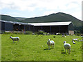 NY6826 : Sheep at Town End Farm, Knock by Oliver Dixon