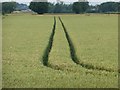 SK8169 : Tractor lines in a wheatfield by Graham Hogg