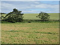 NT6476 : Fields at South Belton by M J Richardson