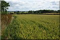 Wheat field, Hedge House Farm