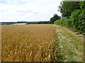 Footpath by a wheat field