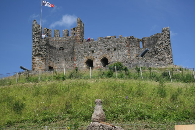 Meerkat on guard at Dudley castle