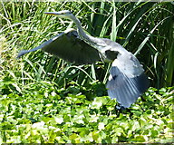 SK5702 : Heron taking flight by Mat Fascione