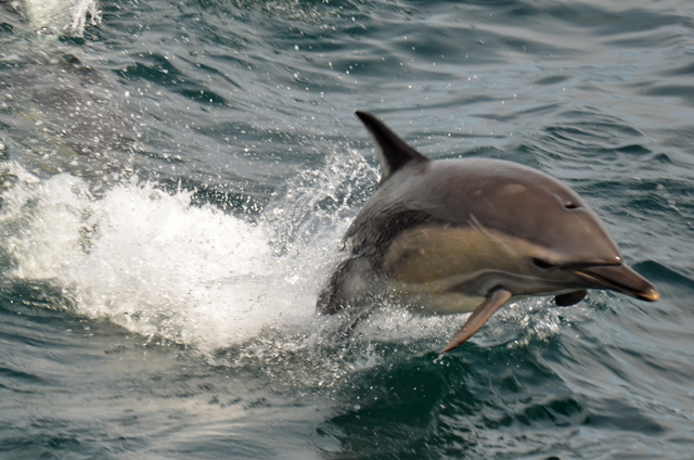 Common dolphin © John Allan cc-by-sa/2.0 :: Geograph Britain and Ireland