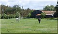 Horses in pasture