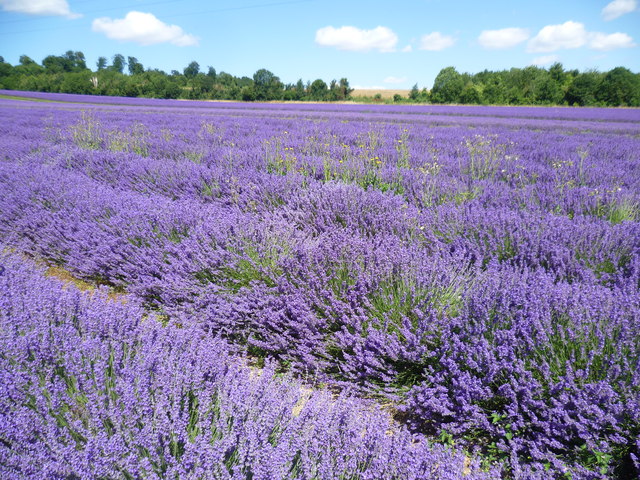 Lavender field at Castle Lavender Farm
