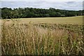 Wheat field beside Kyre Brook