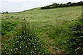 Hillside field west of Kidwelly