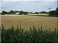 Crop field, Northwold