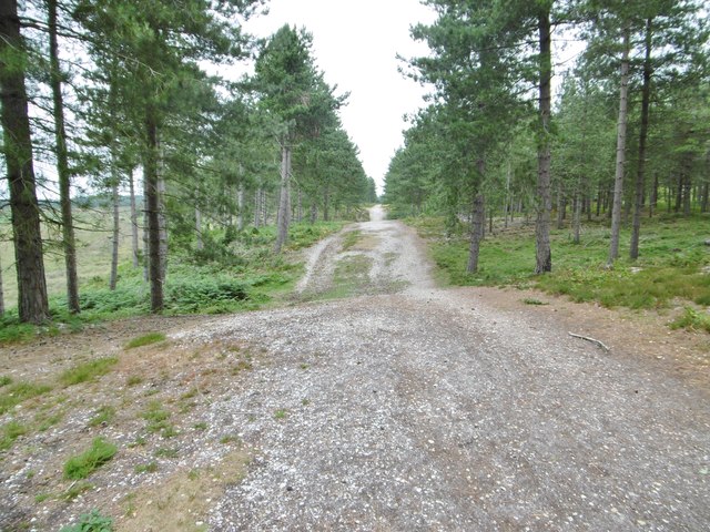 Dibden Inclosure, forestry road
