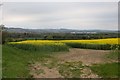 Oilseed rape near Shilbottle