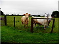 H2861 : Cows, Ferney by Kenneth  Allen