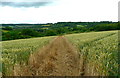 Path through the crops