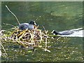 Coot on a nest, Tredegar House Country Park, Newport