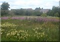 Wildflower meadow