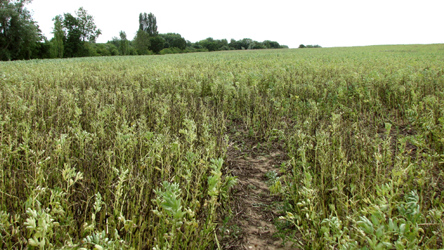 Feed beans crop field by Osier Carr