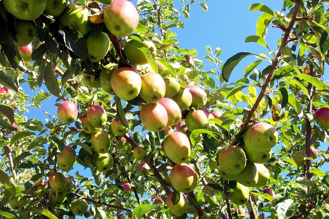 Suburban apples at Bourne, Lincolnshire © Rex Needle :: Geograph ...