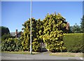 Trees around the door on New Road