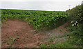 Crops in a south Pembrokeshire field