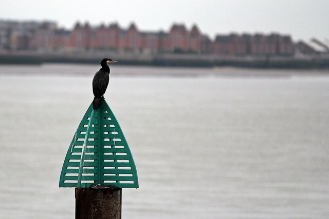 Great Cormorant, River Mersey