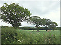 Oak Trees at Common End