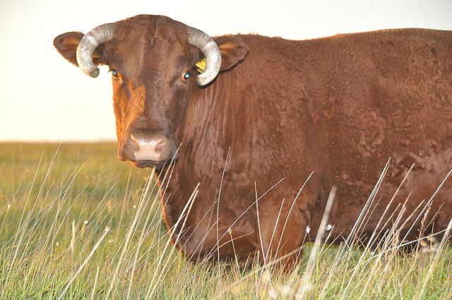 North Devon : Cow Grazing © Lewis Clarke :: Geograph Britain and Ireland