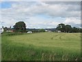 Barley, Leckaway