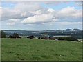 Cattle above Ballindean