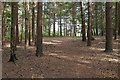 Pine woods, Wentworth Nature Reserve